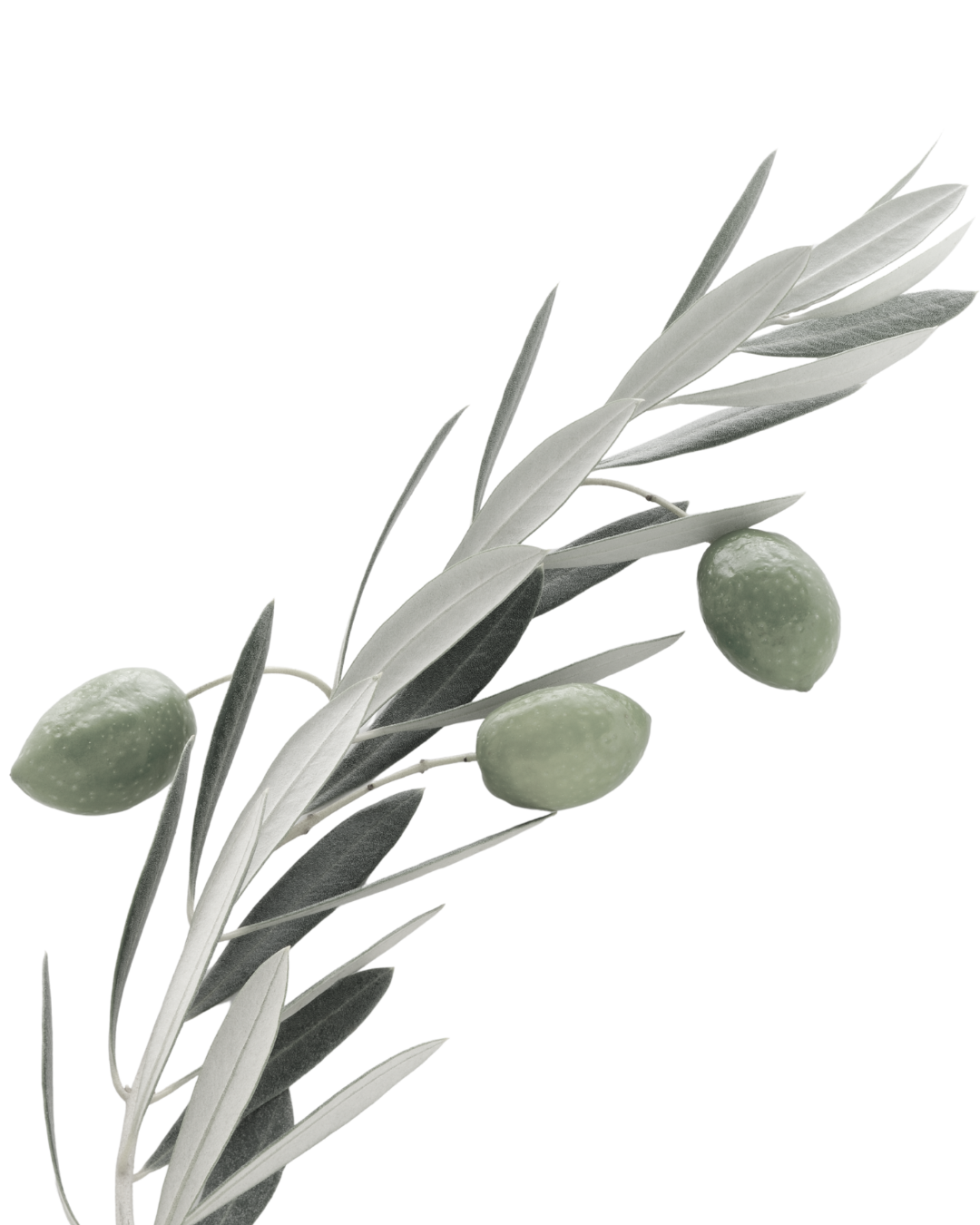 Olive branch with olives.